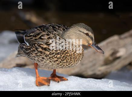 Canard colvert femelle marchant sur la glace le long de la rivière des Outaouais au Canada Banque D'Images