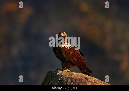 Espagne faune de montagne. Aquila adalberti, aigle impérial ibérique, oiseau rare de proie sur l'habitat de roche, Sierra de Andújar, Andalousie, Espagne à Europ Banque D'Images