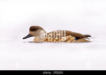 Canard à crête sud-américain, Lophonetta spécularioides, canard originaire d'Amérique du Sud. Oiseau de mer à Puerto Natales, Patagonie, Chili. Canard à la crème Banque D'Images