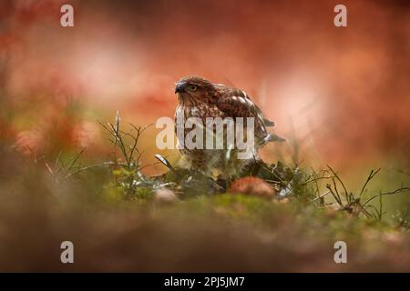 Comportement d'oiseau, faucon avec la capture songbird. Sparrowhawk, Accipiter nisus, tronc d'arbre vert assis dans la forêt avec petit songbird capturé. Faune et flore Banque D'Images