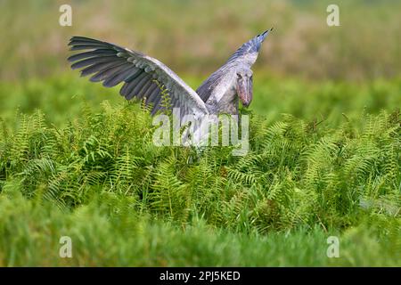 Faune ougandaise. Shoebill, Balaeniceps rex, caché dans la végétation verte. Portrait d'un grand oiseau à bec, marais de Mabamba. Observation des oiseaux en Afrique. Mystique Banque D'Images