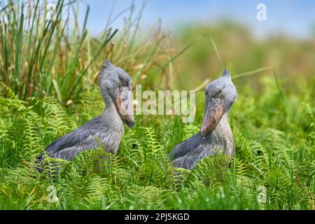 Deux Shoebill, Balaeniceps rex, cachés dans la végétation verte. Portrait d'un grand oiseau à bec, marais de Mabamba. Observation des oiseaux en Afrique. Paire d'oiseaux mystiques dans gre Banque D'Images