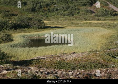 Volcans et pseudo cratères autour du lac Mývatn en Islande Banque D'Images