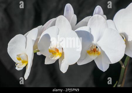 Les fleurs blanches d'un Phalaenopsis, ou orchidée de papillon, gros plan, Angleterre, Royaume-Uni Banque D'Images