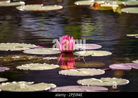 Belles fleurs roses dans l'étang. Nénuphars dans le jardin botanique. Photo en faible profondeur de champ. Banque D'Images