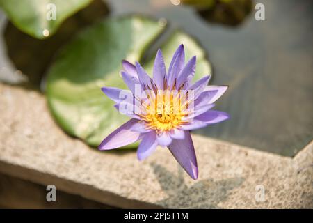 Image idyllique d'un nénuphar violet dans un étang avec des feuilles de nénuphars. Banque D'Images