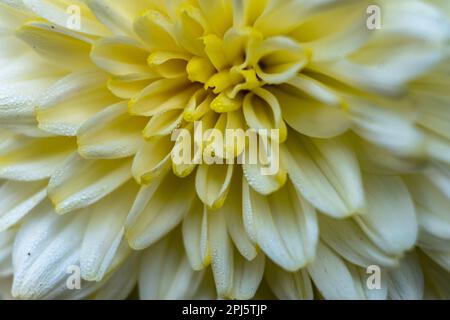 Gros plan de la fleur de chrysanthème de couleur blanche.Un bouquet de belles fleurs de chrysanthème à l'extérieur. Chrysanthèmes dans le jardin Banque D'Images