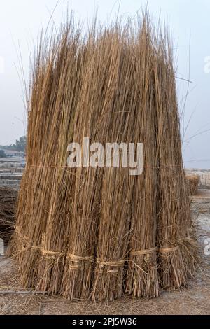 Herbe de KanS , Saccharum spontaneum, Gaibandha, Bangladesh. Jusqu'à trois mètres de hauteur, avec des racines rhizomateuses qui se propagent. Banque D'Images