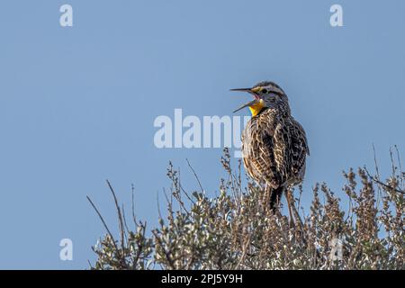 Chant Western Meadowlark (Sturnella neglecta) Banque D'Images