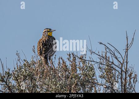 Perching Western Meadowlark (Sturnella neglecta) Banque D'Images