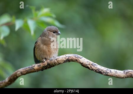 Juvéniles de Bullfinch eurasien (Pyrrhula pyrrhula) dans une branche - Yorkshire, Royaume-Uni (août 2022) Banque D'Images