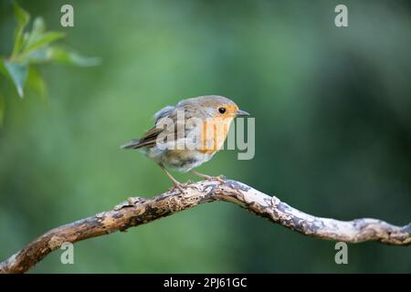 Rouge-gorge européen sans queue (erithacus rubecula) perchée sur une branche en été. Plumes de queue manquantes - Yorkshire, Royaume-Uni (août 2022) Banque D'Images