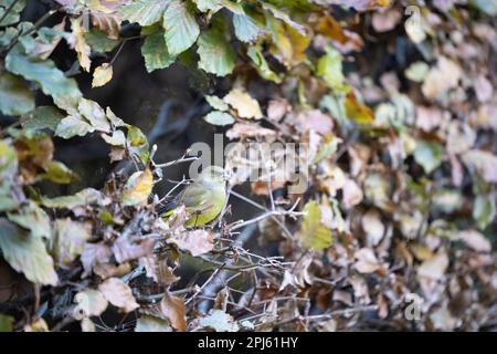 Homme adulte Greenfinch (chloris chloris) perché dans une haie de hêtre - Yorkshire, Royaume-Uni (novembre 2022) Banque D'Images