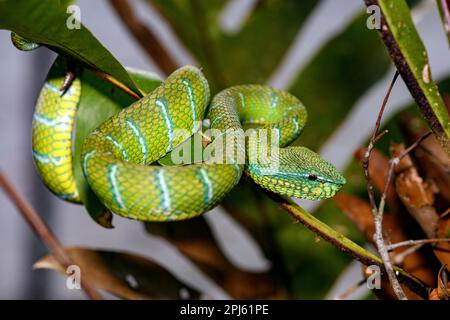 Pit Viper (Tropidolaemus subannulatus), originaire du parc national de Tanjung Puting, au nord de Sulawesi, en Indonésie. Banque D'Images