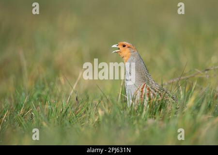 l'appel d'accouplement... La perdrix grise ( Perdix perdix ), cours de perdrix, appelle dans la haute herbe d'un pré Banque D'Images