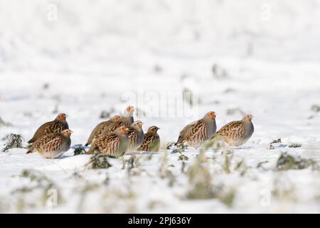 Chaîne de perdrix dans la neige... Perdrix gris ( Perdix perdix ), perdrix en hiver sur un champ ( colza ou moutarde ) Banque D'Images