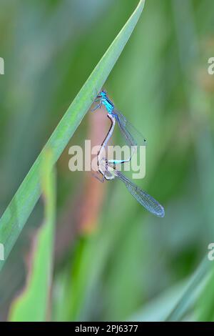 Deux libellules de plumes ( Platycnemis pennipes ) qui se coupent à une lame d'herbe Banque D'Images