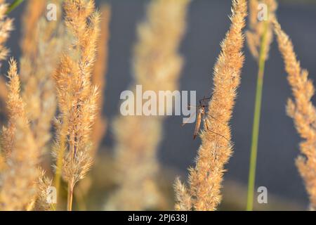 Grand crâne ( Tipulidae ) à la lumière du soleil sur une plante Banque D'Images