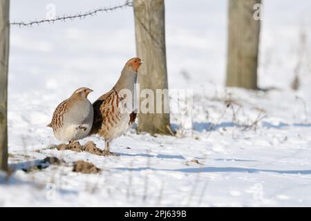 Poule et coq... Partridges gris ( Perdix perdix ), paire de pertridge avec des caractéristiques distinctives clairement visibles dans la neige Banque D'Images