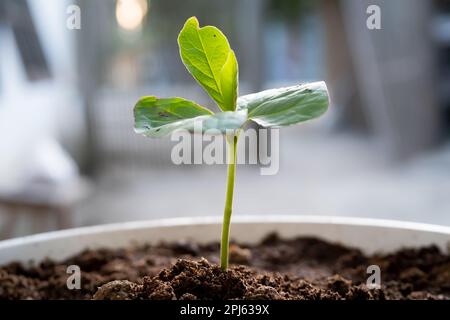 Les semis (Terminalia Catappa) commencent à se développer dans un sol fertile. pousse à partir de semences Banque D'Images