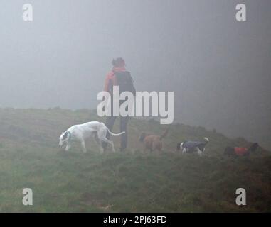 Holyrood Park, Édimbourg, Écosse, Royaume-Uni. 31st mars. Le nuage et la brume ont persisté tout au long de la journée sur les pentes d'Arthur's Seat et du parc du centre-ville. Photo : marcheur pour chiens sur les pentes du siège d'Arthur. Credit: Archwhite/alamy Live news. Banque D'Images