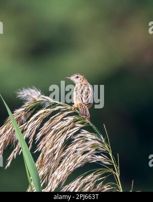 Zitting cisticola ou paruline fantoïde striée (Cisticola joncidis) observé dans le Grand Rann de Kutch dans le Gujarat, Inde Banque D'Images