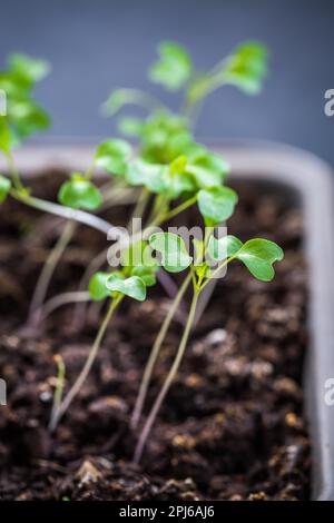 Petites plantules de leggy poussant dans le plateau de culture Banque D'Images