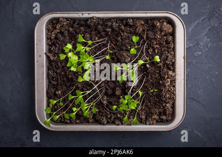 Petites plantules de leggy poussant dans le plateau de culture Banque D'Images