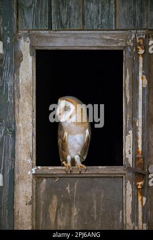Hibou de la grange commune (Tyto alba) perchée dans une fenêtre ouverte à la porte d'un hangar en bois à la ferme abandonnée au printemps Banque D'Images