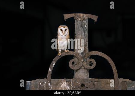 Hibou de la grange commune (Tyto alba) perché sur une vieille machine agricole en bois à la ferme dans la campagne la nuit Banque D'Images