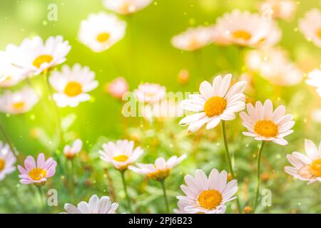 Arrière-plan d'été lumineux avec des pâquerettes blanches. Scène nature printemps ou été avec des pâquerettes blanches en pleine floraison dans l'éblouissement du soleil. Mise au point douce Banque D'Images