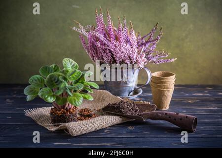 Jardinage et replantation - Erica gracilis en pot et plante intérieure avec outils de jardinage Banque D'Images