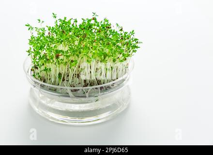 Culture de micro-légumes et de cresson dans un bac à semences en verre sur fond blanc Banque D'Images