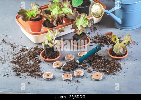 Propagation et replantation de légumes concept de semis avec une petite huiseuse, des pots de fleurs, du sol et des outils de jardinage Banque D'Images