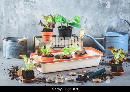 Propagation et replantation de légumes concept de semis avec une petite huiseuse, des pots de fleurs, du sol et des outils de jardinage Banque D'Images