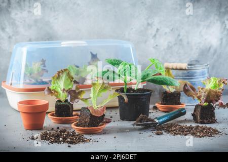 Propagation et replantation de légumes concept de semis avec une petite huiseuse, des pots de fleurs, du sol et des outils de jardinage Banque D'Images