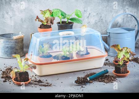 Propagation et replantation de légumes concept de semis avec une petite huiseuse, des pots de fleurs, du sol et des outils de jardinage Banque D'Images