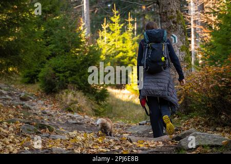 Une mère avec un enfant et un chien marchent le long du sentier de randonnée en montagne. La famille passe du temps. Montagnes polonaises, Pologne, Europe Banque D'Images