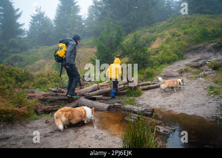 Maman avec son fils et ses chiens marchent au-dessus des bûches couchés sur un petit ruisseau. Montagnes polonaises, Pologne, Europe Banque D'Images