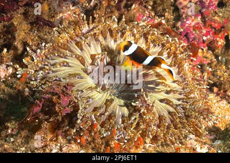 Anemone perlé (Heteractis aurora) avec des jeunes allards clownfish (Amphiprion allardi), site de plongée Aliwal Shoal, Umkomaas, KwaZulu Natal, Afrique du Sud Banque D'Images