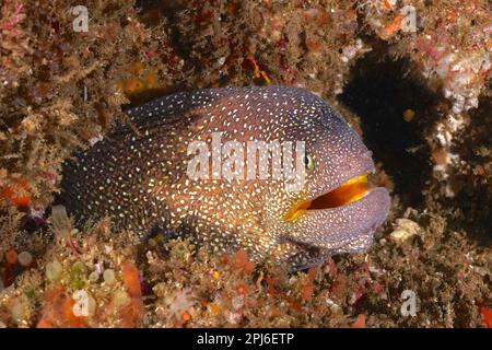 Gros plan de moray de Starry (tymnothorax nudivomer) à bouche ouverte. Site de plongée Aliwal Shoal, Umkomaas, KwaZulu Natal, Afrique du Sud Banque D'Images