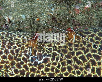 Deux spécimens de crevettes plus propres du pacifique (Lysmata amboinensis) sur le site de plongée de la moray lacée (Gymnothorax permistus) Parc national de la baie de Sodwana, Maputaland Banque D'Images