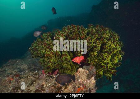 Corail d'arbre vert (Tubastrea micranthus) et diademhusar (Sargocentron diadema), site de plongée Aliwal Shoal, Umkomaas, KwaZulu Natal, Afrique du Sud Banque D'Images