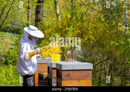 Apiculteur avec fumeur, appareil de fumée, vérifie les nids d'abeilles d'une colonie d'abeilles, Stuttgart, Bade-Wurtemberg, Allemagne Banque D'Images