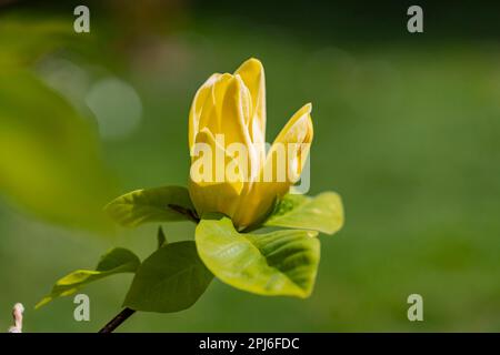 Magnolia à fleurs jaunes (Magnolia x brooklynensis) oiseau jaune, rareté, jardin exotique de l'Université de Hohenheim, gros plan, Printemps, Stuttgart Banque D'Images
