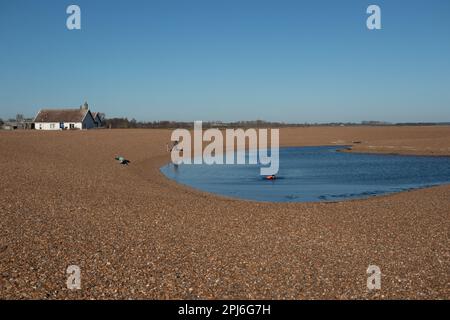 Winter Wild nager dans le lagon à Shingle Street une plage et un hameau éloignés au nord de Felixstowe, connu pour ses galets et galets, Banque D'Images