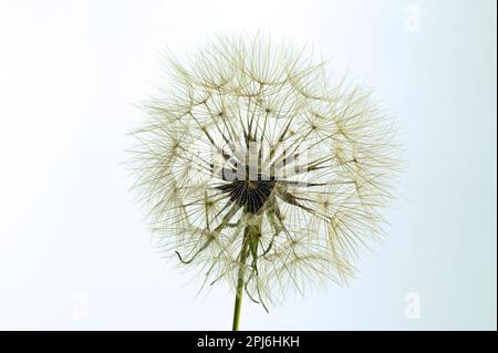 Peuplement de semences d'une barbe de chèvres (Tragopogon pratensis) Banque D'Images