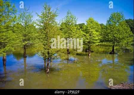 Dans l'arboretum d'Ellerhoop, cyprès chauve, district de Pinneberg, Allemagne Banque D'Images