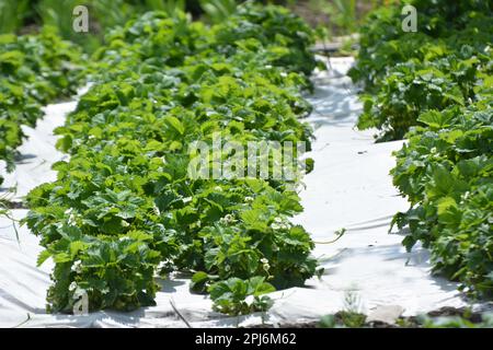 La culture de fraises dans le sol ouvert à l'aide de fibres agricoles blanches Banque D'Images