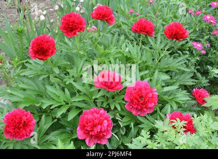 Dans le jardin sur un lit de fleurs de pivoine fleurs Banque D'Images